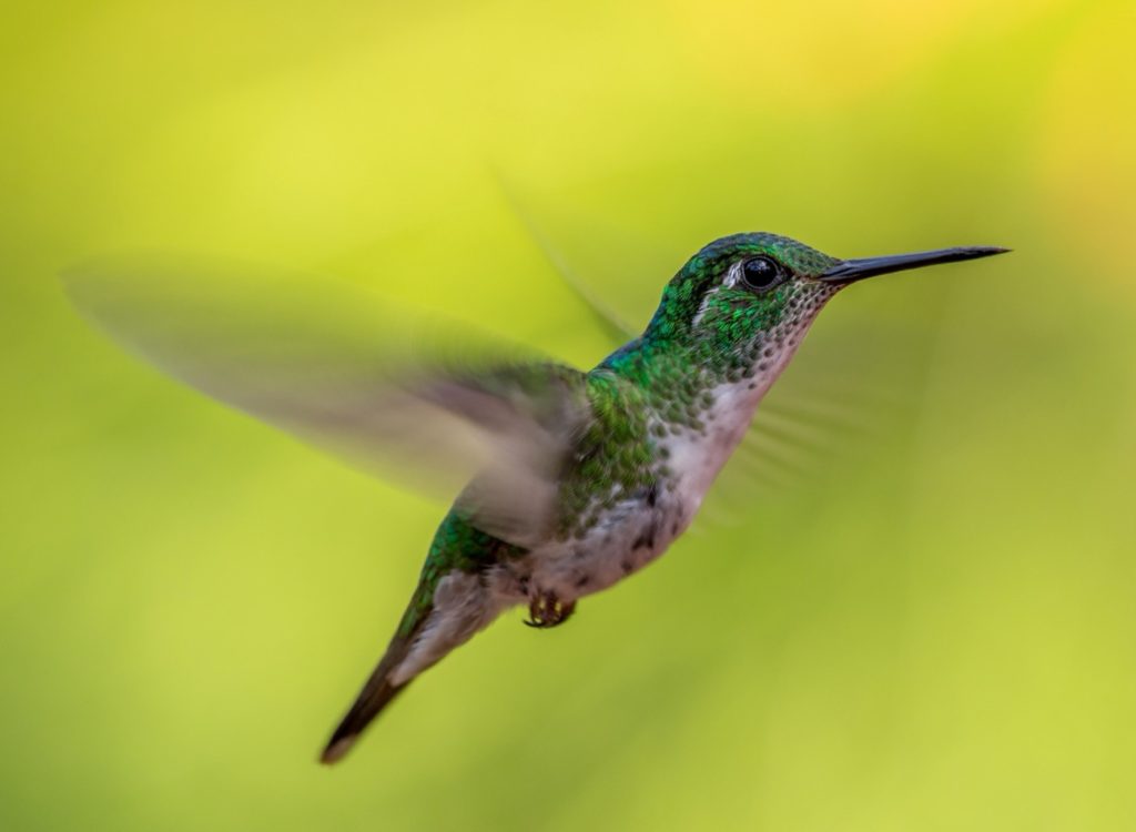 humming bird